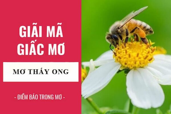 Điềm báo về giấc mơ thấy ong