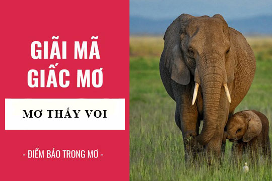 Nằm mơ thấy voi đánh con số mấy?