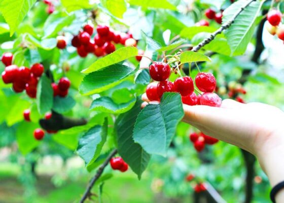 Mơ thấy hái trái cây có ý nghĩa gì?