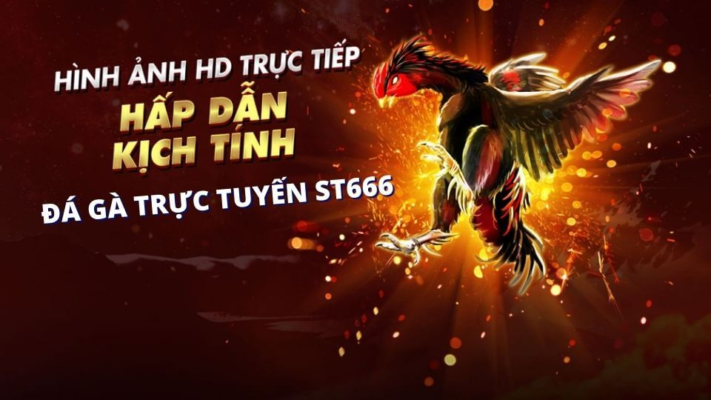 Loại hình đá gà sẽ được tường thuật trực tiếp độc quyền tại ST666