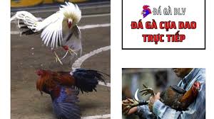 Đá gà trang bị cựa dao trực tiếp 