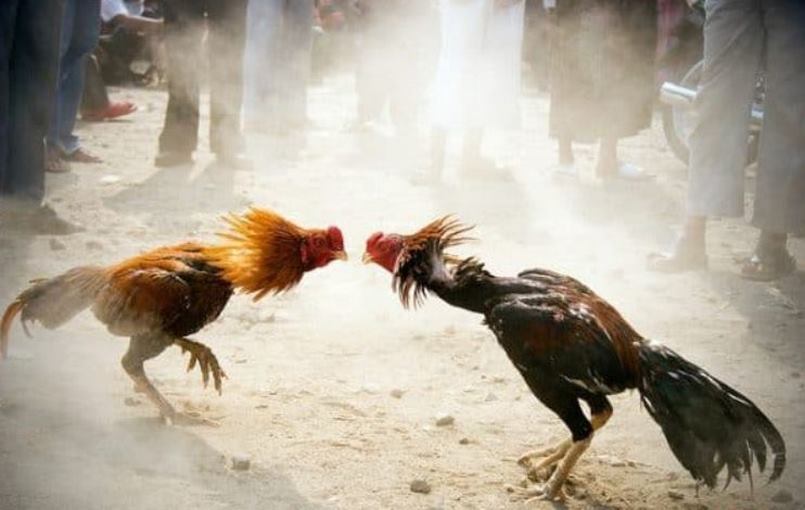 Một số kinh nghiệm chơi game đá gà trực tiếp dễ dàng chiến thắng nhất